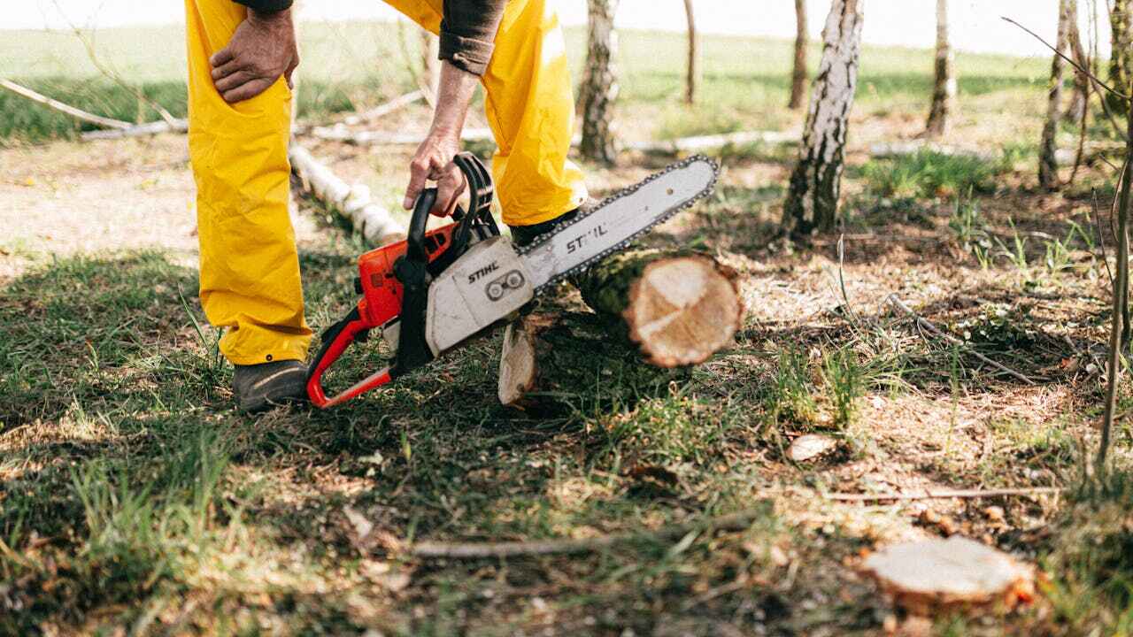 The Steps Involved in Our Tree Care Process in Hancock, MI